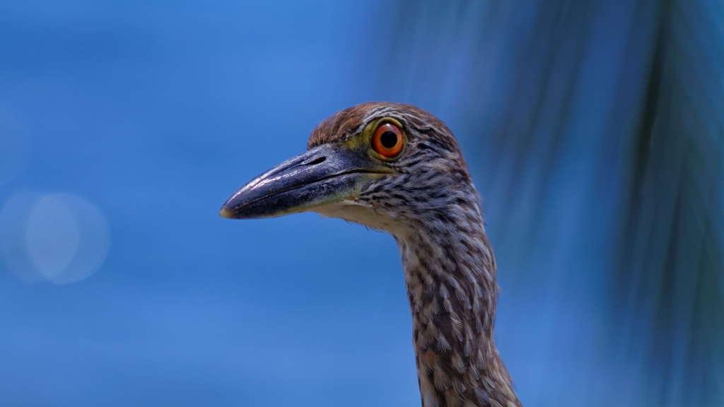 20 - Cahuita NP (13).jpg